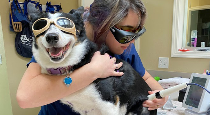 Pet Laser Therapy in Corvallis, OR