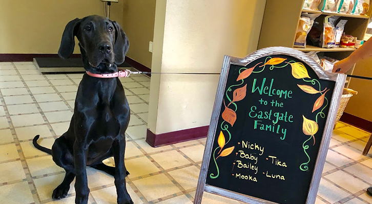 Pet Wellness Exams in Corvallis OR